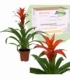 Guzmania