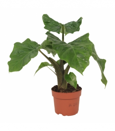 Alocasia