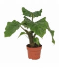 Alocasia