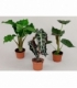 Alocasia