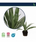 Dracaena