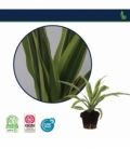 Dracaena