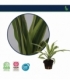 Dracaena