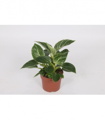 Philodendron