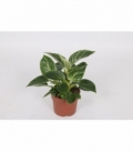 Philodendron