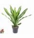 Dracaena