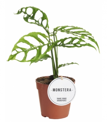 Monstera