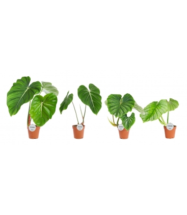 Philodendron