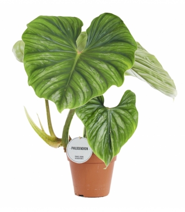 Philodendron