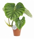 Philodendron