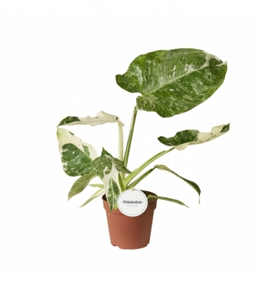 Philodendron