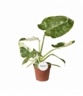 Philodendron