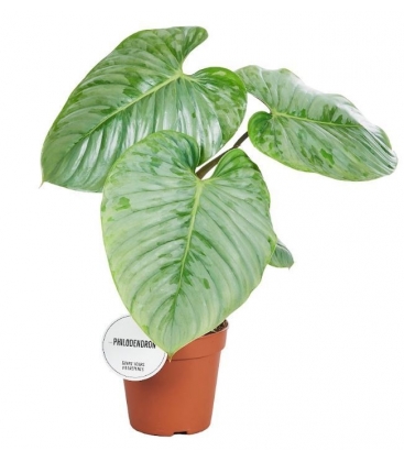 Philodendron