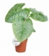 Philodendron