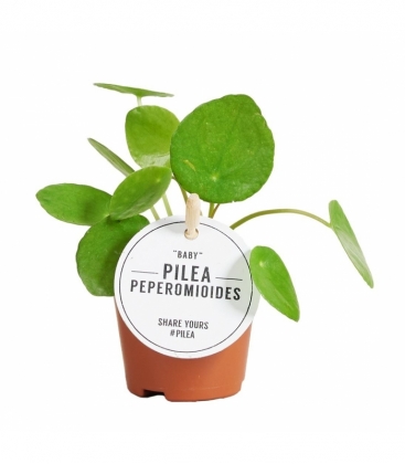 Pilea