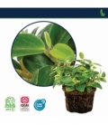 Peperomia