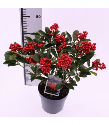 Skimmia