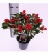 Skimmia