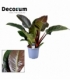 Philodendron