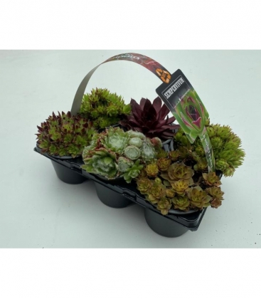 Sempervivum