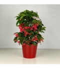 Ardisia