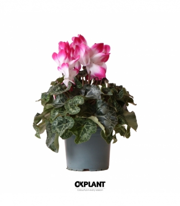 Cyclamen