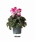 Cyclamen