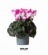 Cyclamen