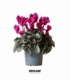 Cyclamen