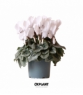 Cyclamen