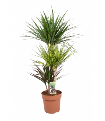 Dracaena