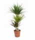 Dracaena