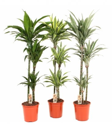 Dracaena