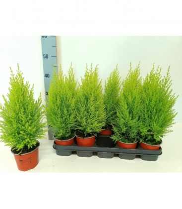 Cupressus