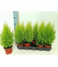 Cupressus