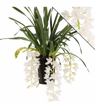 Cymbidium