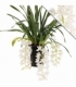 Cymbidium