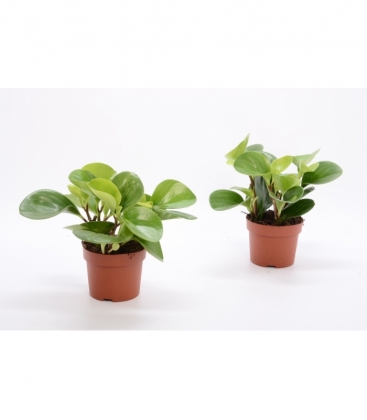 Peperomia