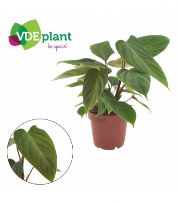 Philodendron