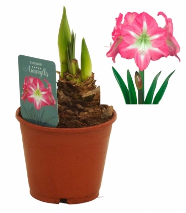 Amaryllis