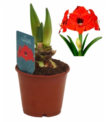 Amaryllis