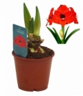 Amaryllis