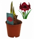 Amaryllis