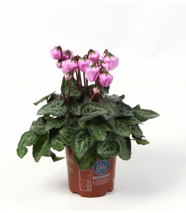 Cyclamen