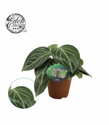 Peperomia