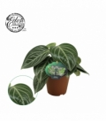 Peperomia