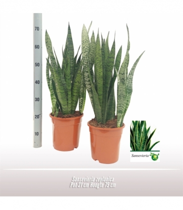 Sansevieria