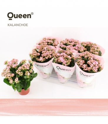 Kalanchoe