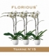 Phalaenopsis