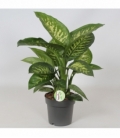 Dieffenbachia